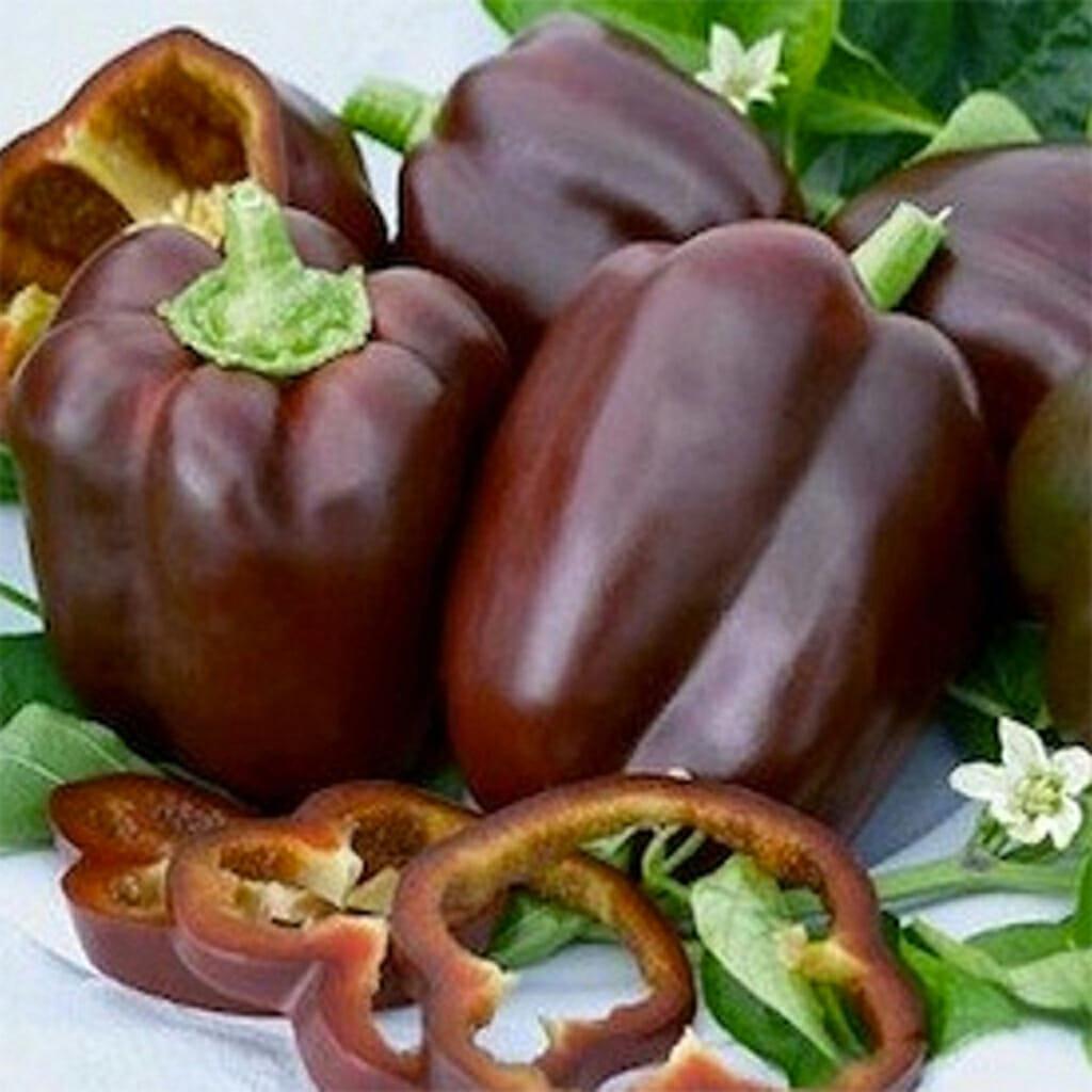 Capsicum Sweet Chocolate