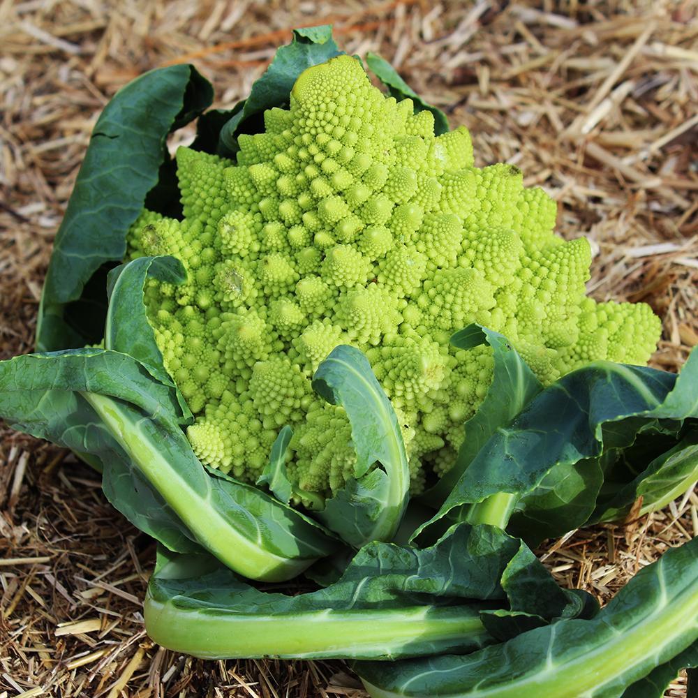 Broccoli Romanesco