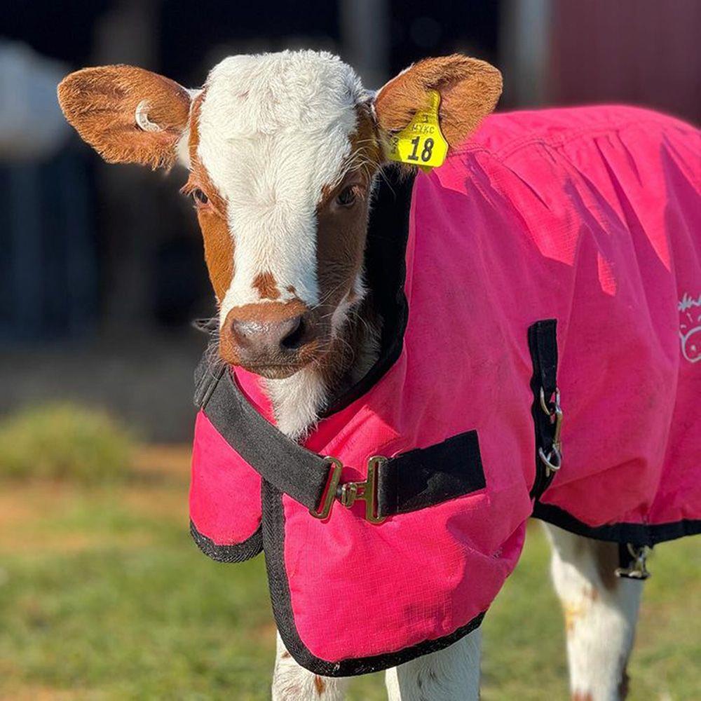 Antahi Thermoo Medium Pink