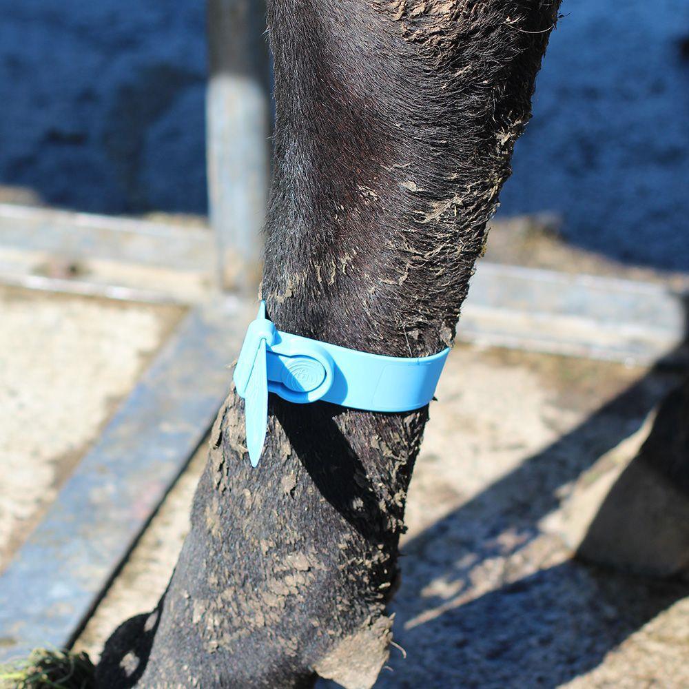 Leg Quick Strap Blue 5-Pack