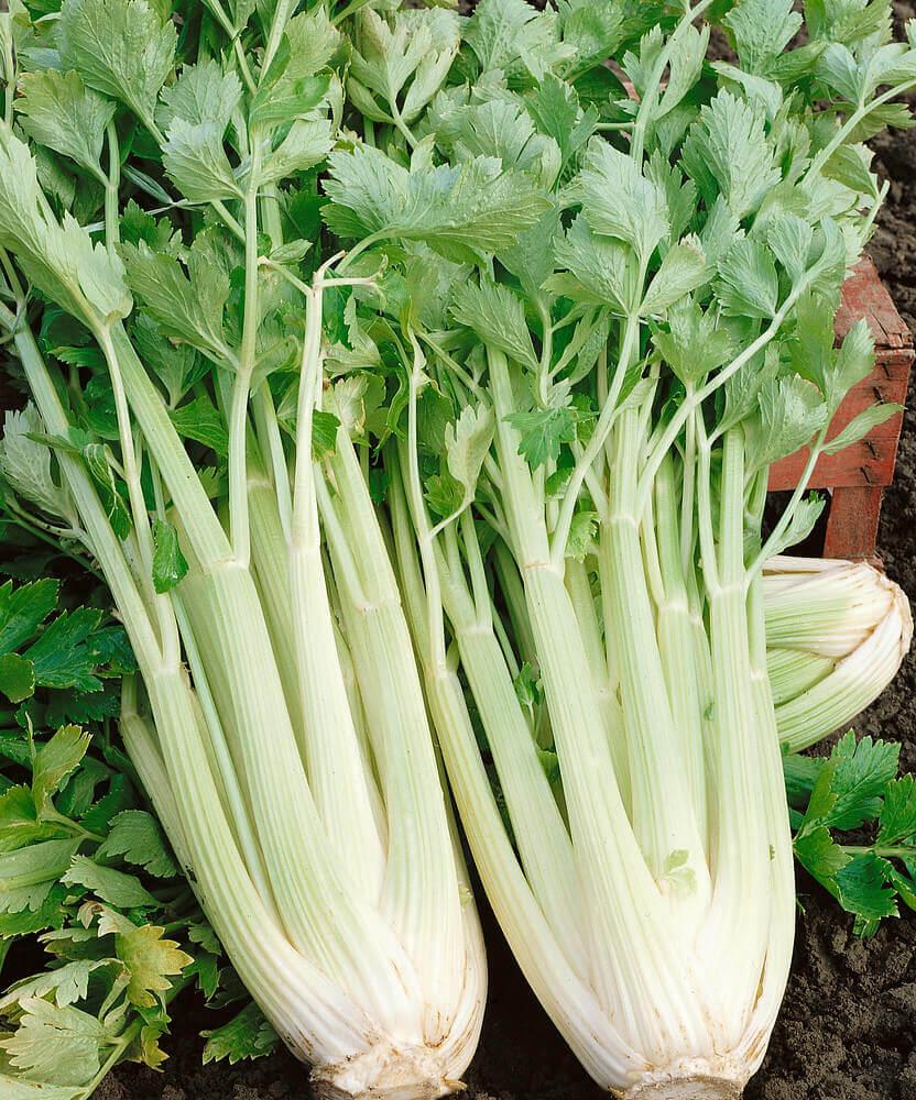 Celery Tall Utah