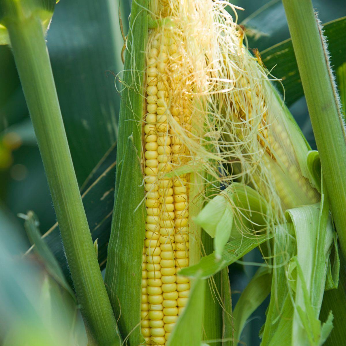 Corn Maize Manning Pride