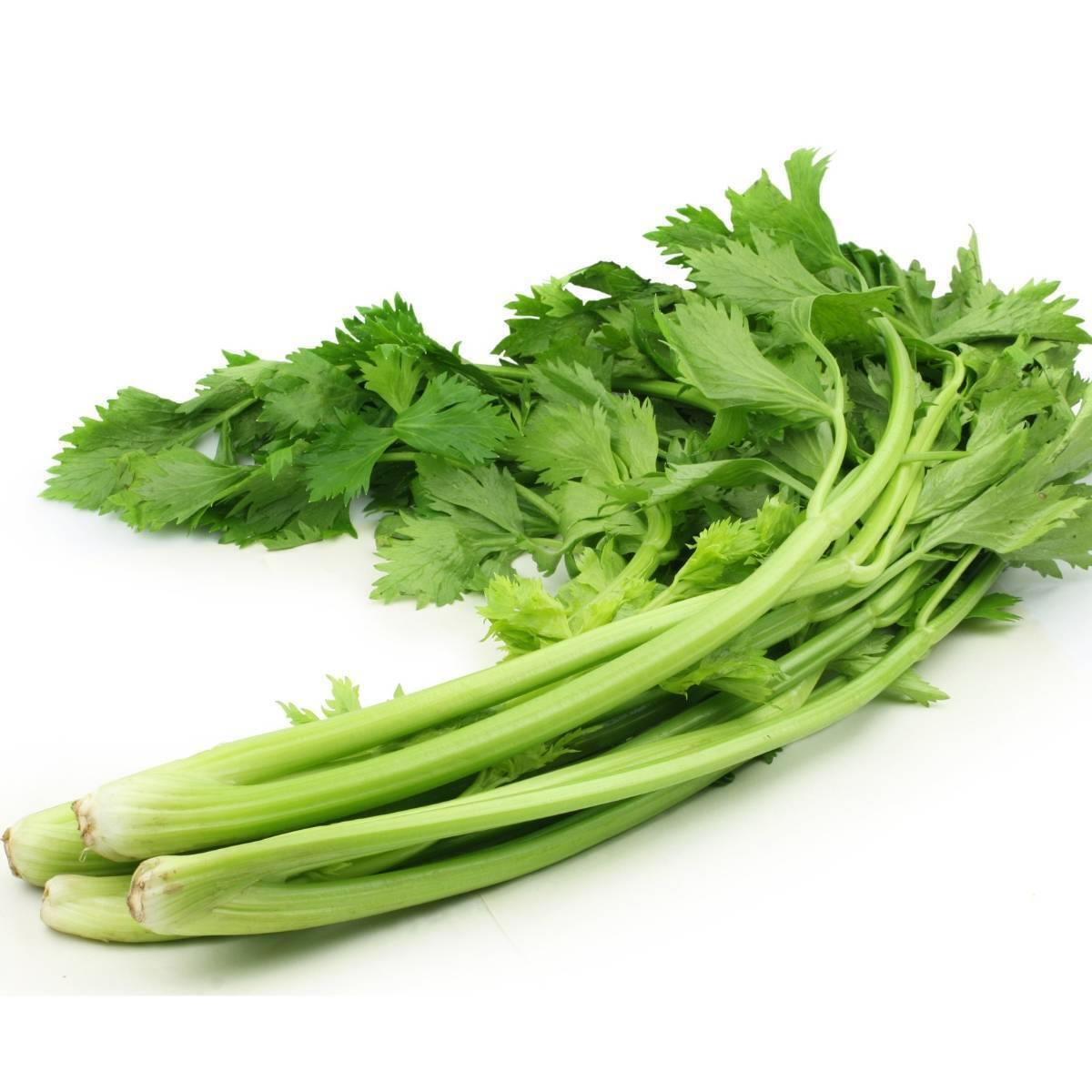 Celery Chinese Broadleaf