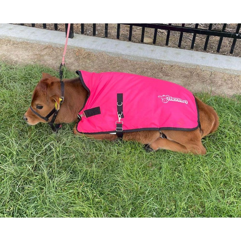 Antahi Thermoo Medium Pink