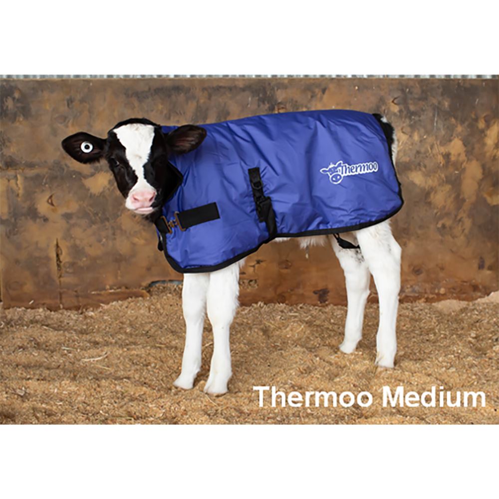 Antahi Thermoo Medium Blue
