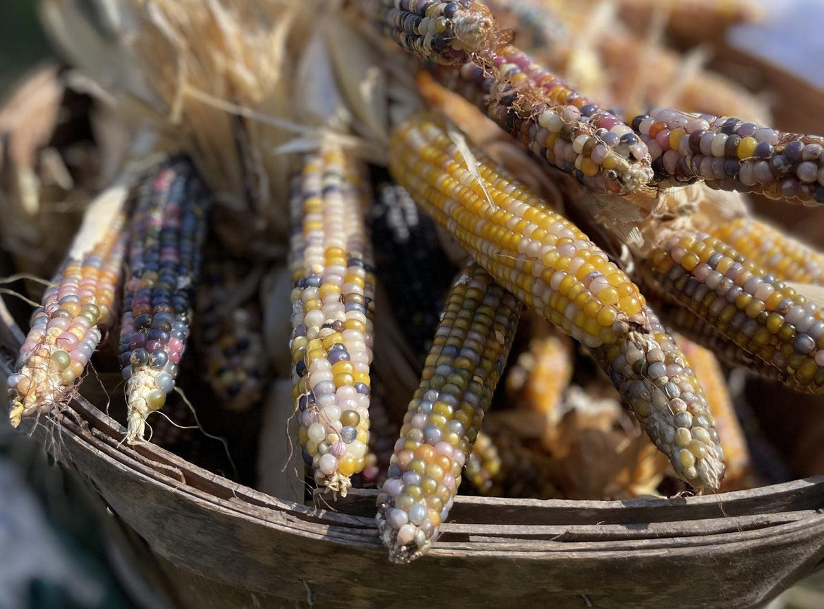 Corn Popcorn Glass Gem