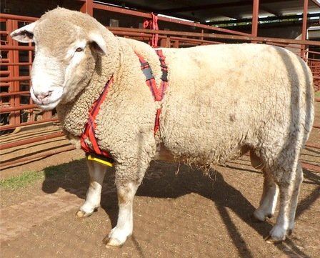 Marking Mating Harness: Buck / Ram Crayon Mating Marker Crayons Not Included SMALL