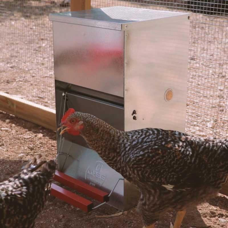 Safeed Automatic Poultry Feeder - 6KG