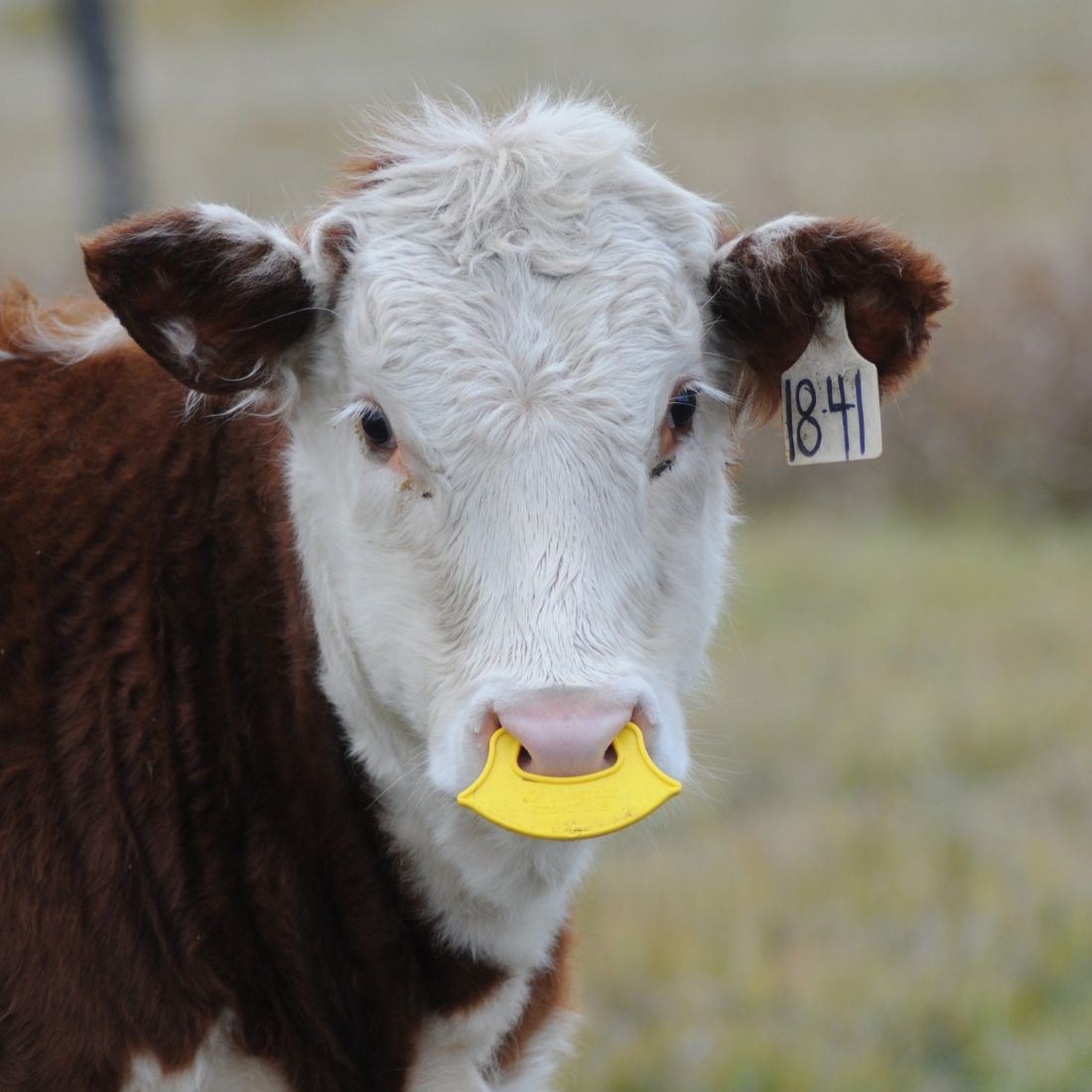 Quiet Wean Low Stress Calf Weaner (25-pack)