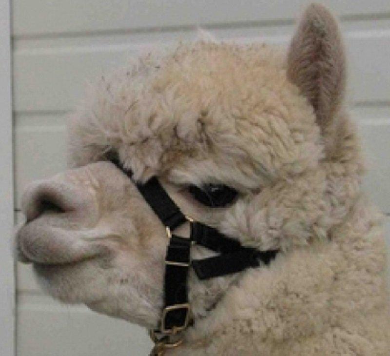 Alpaca Webbing Halter - High Quality Suit Crias