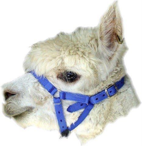 Alpaca Webbing Halter - High Quality Suit Large Size Alpacas