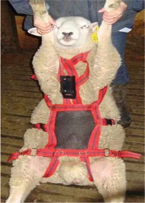 No Mate Teaser Harness: Buck Ram Chastity Belt! Use with Matingmark Harness (available separately)
