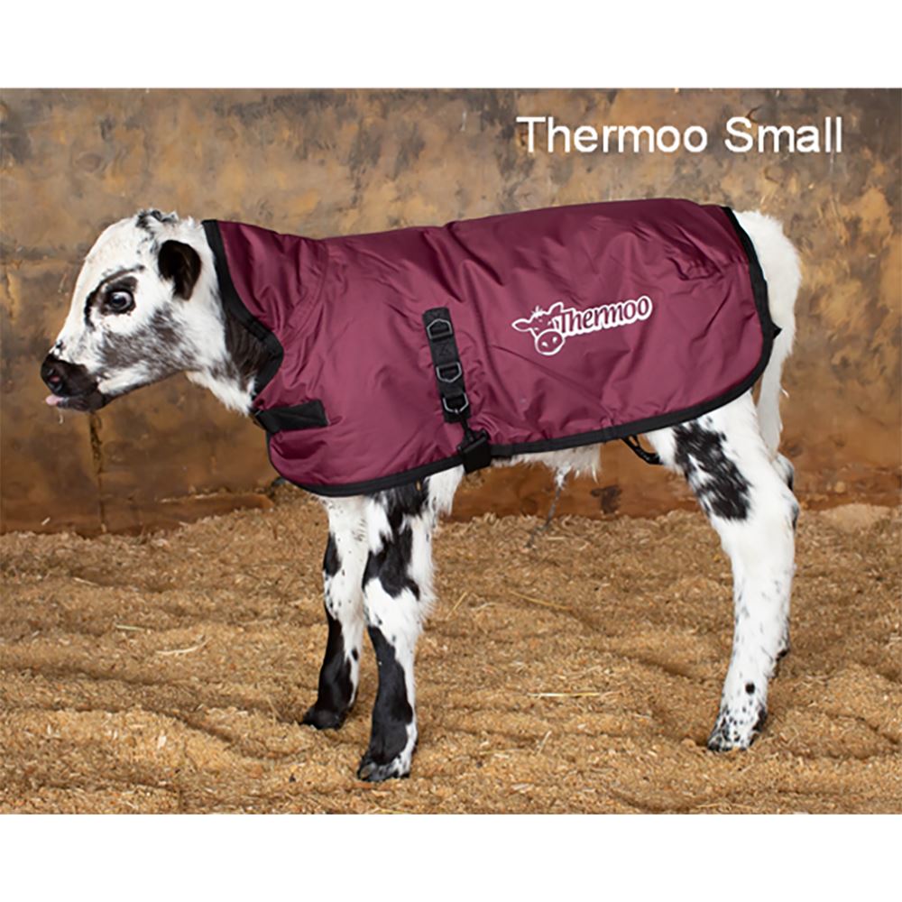 Antahi Thermoo Small Burgundy