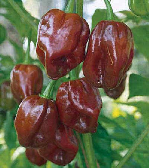 Chilli Habanero Chocolate
