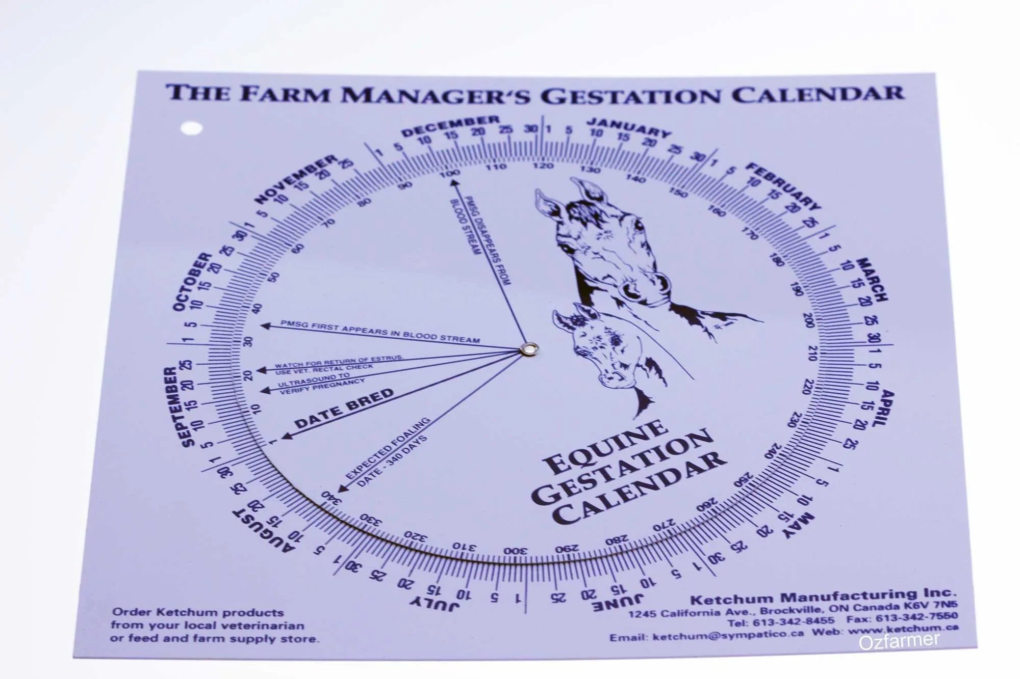 Mini Horse Gestation Chart