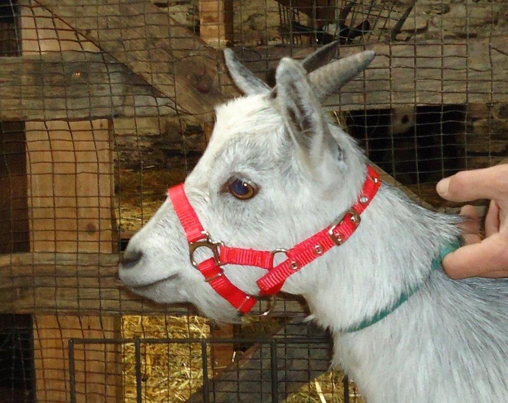 Goat Webbing Halter - Small Suit Kids or Young Goats