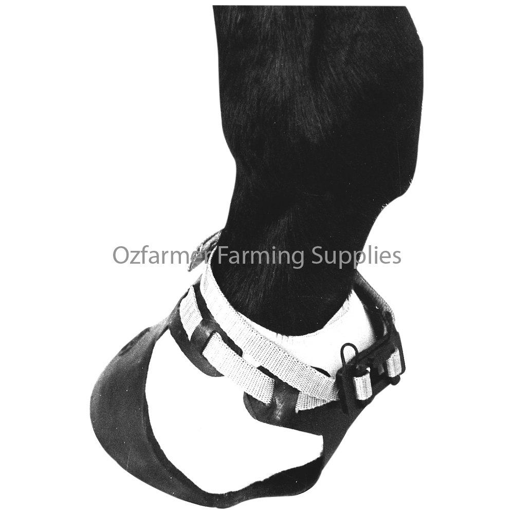 Horse Shoof Shoe for a Hoof