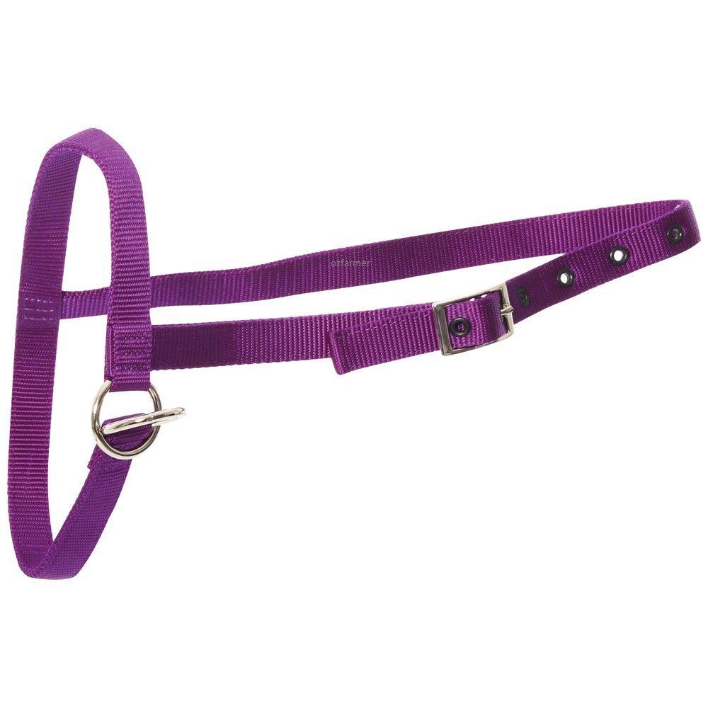 Leading Halter Nylon Calf