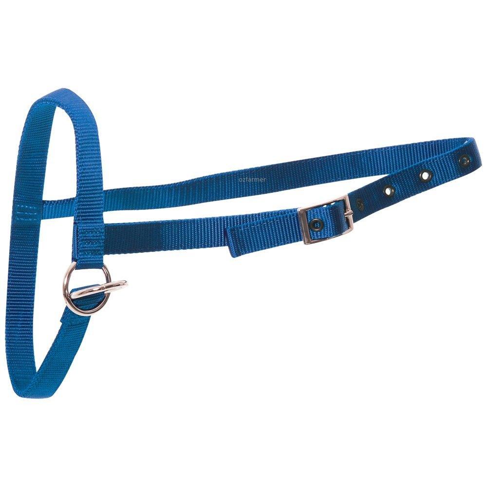 Leading Halter Nylon Calf