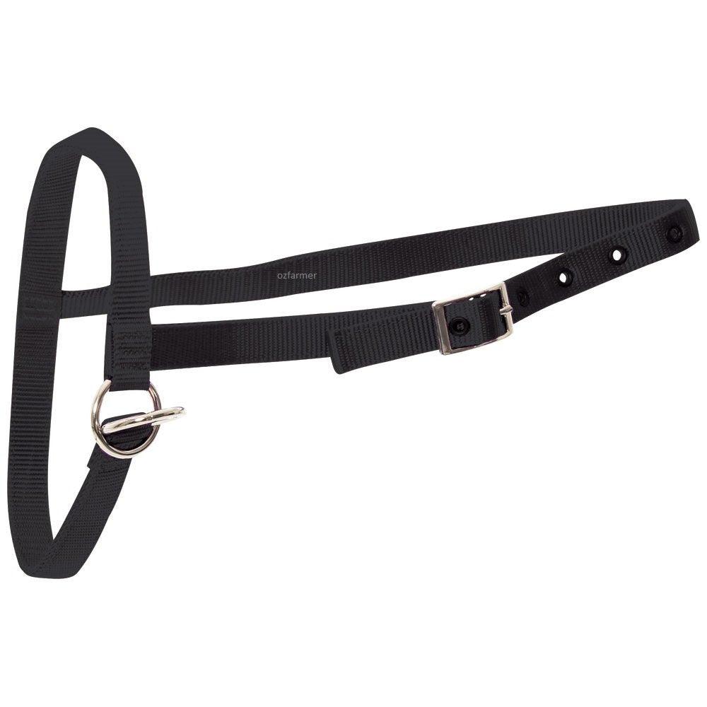 Leading Halter Nylon Calf