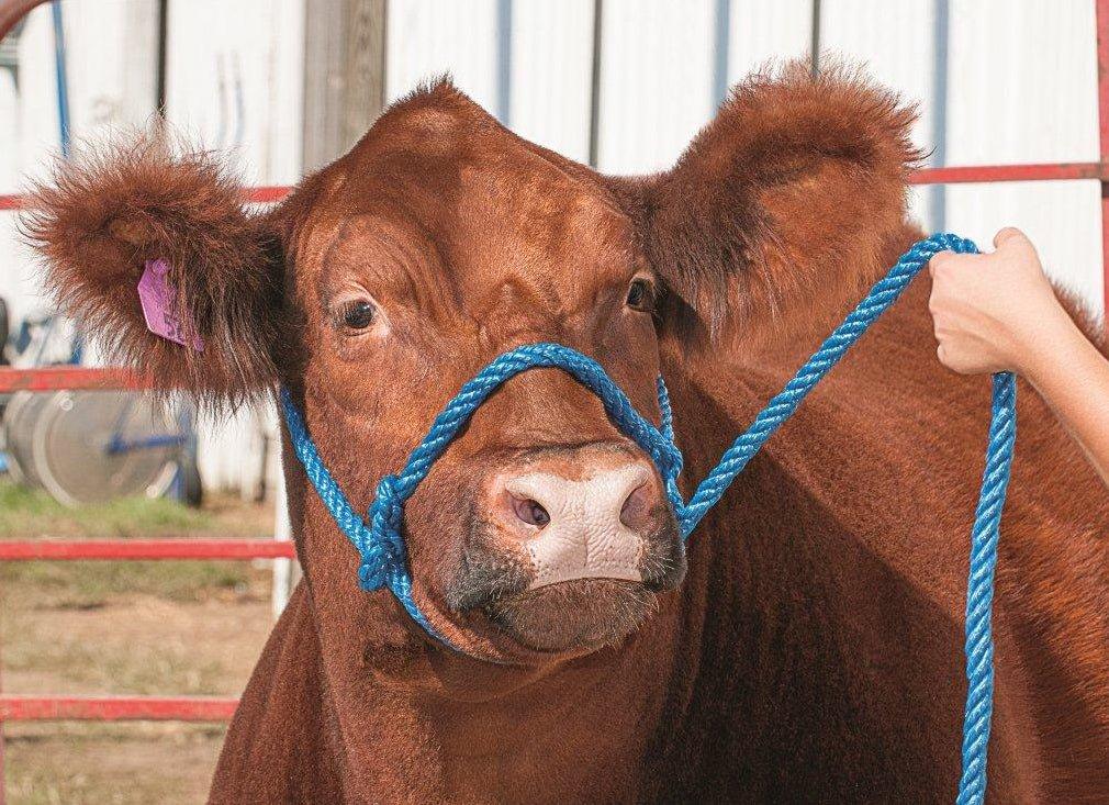 Poly rope Cow / Horse Halter