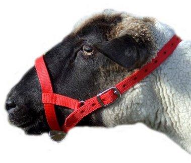Sheep Webbing Halter - Large