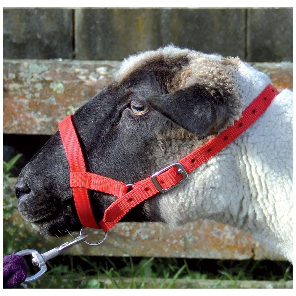 Sheep Webbing Halter - Small suit lambs, small sheep