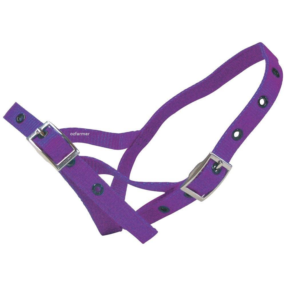 Tethering Halter Nylon Calf