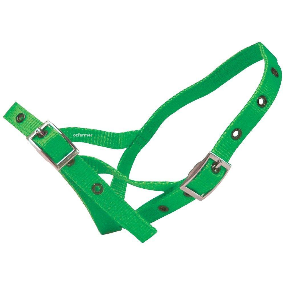 Tethering Halter Nylon Calf