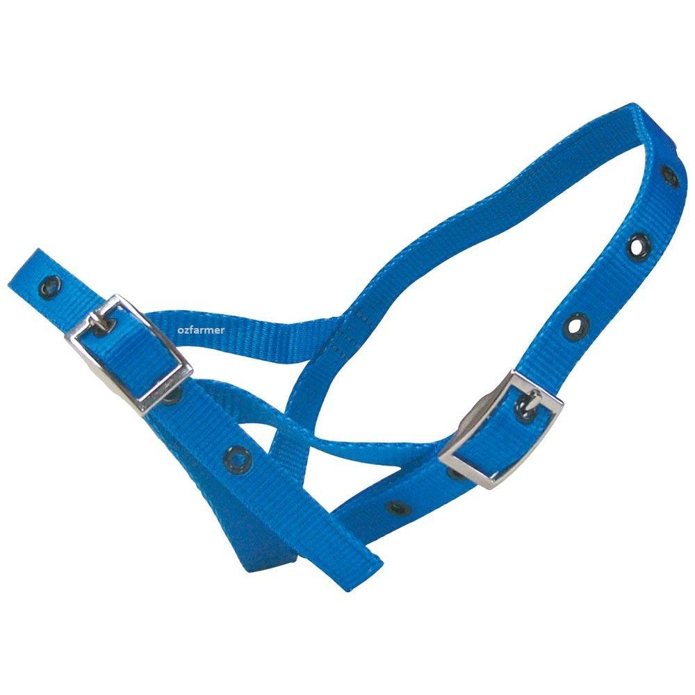 Tethering Halter Nylon Calf