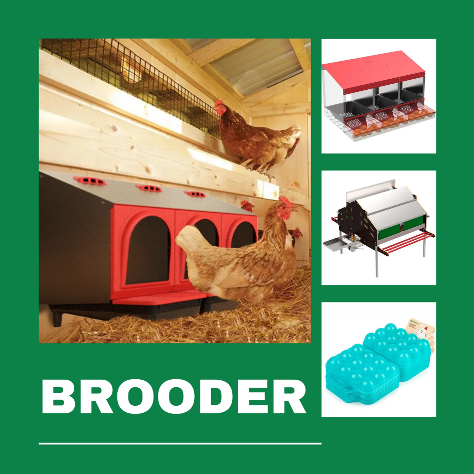 Brooder - Copele