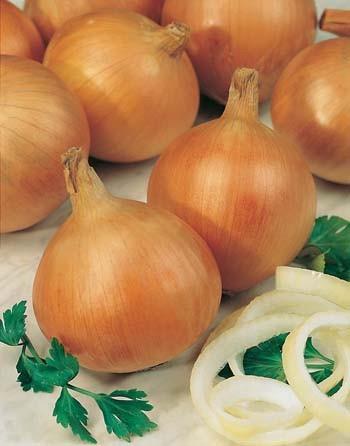 Onion Creamgold