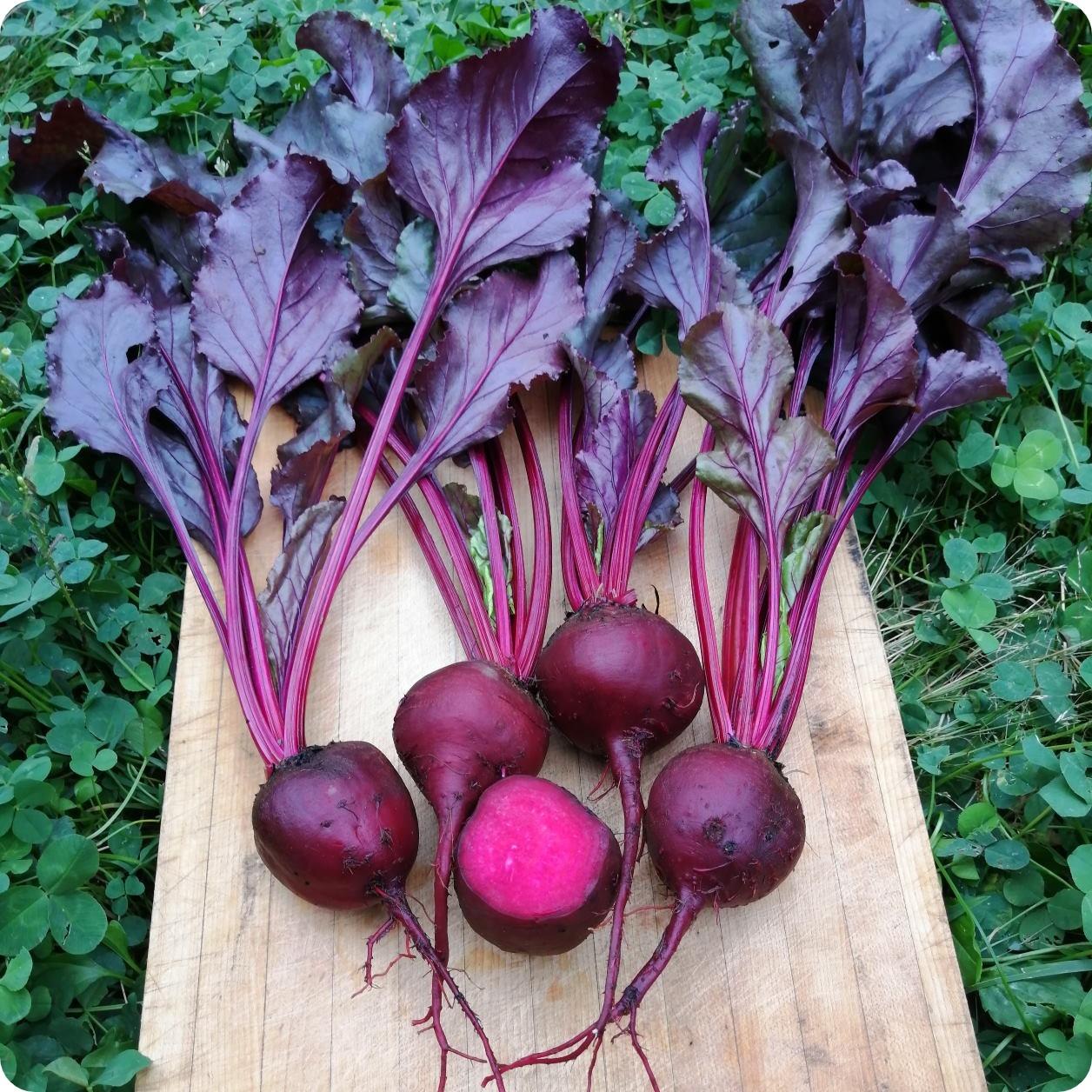 Beetroot Bulls Blood