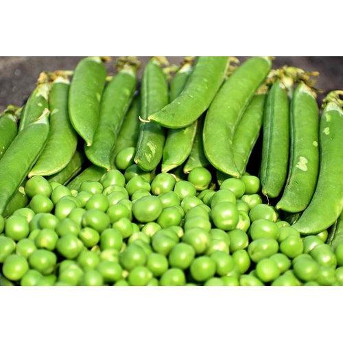 Pea Massey Gem