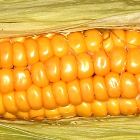 Corn Sweet Balinese
