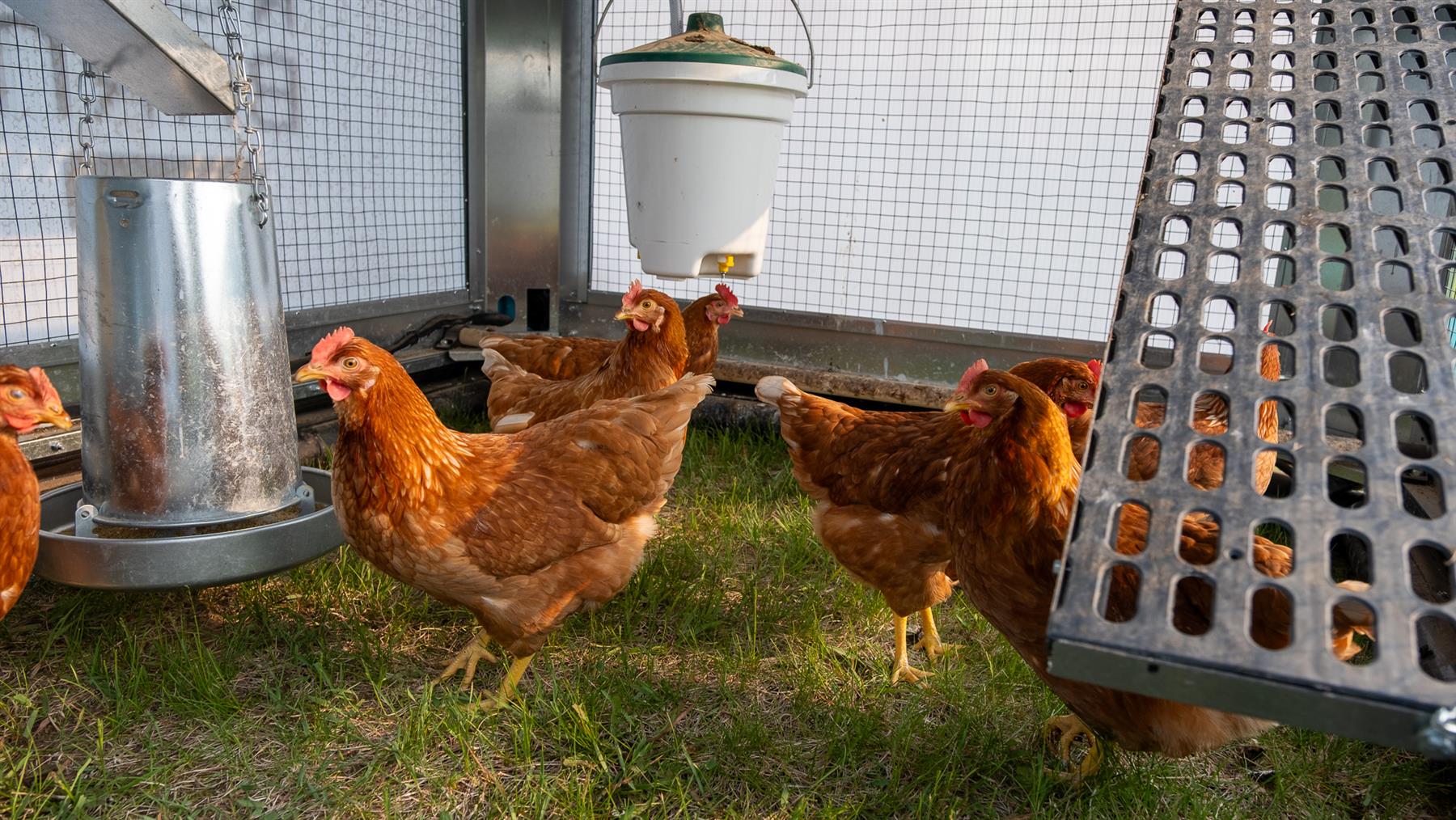 ROVA|BARN Micro – Solar-Powered, Self-Moving Smart Coop for Up to 12 Hens