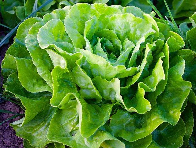 Lettuce Cos Verdi
