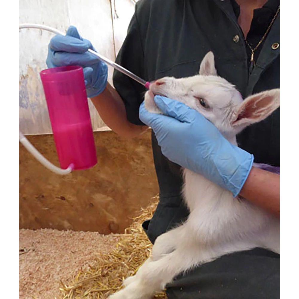 Antahi Trusti Tuber Lambs Kids Fawn