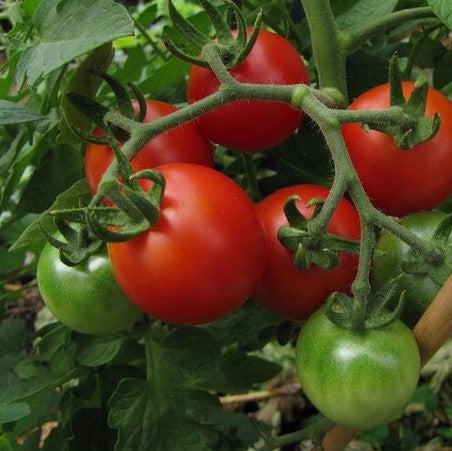 Tomato Siberian Winter
