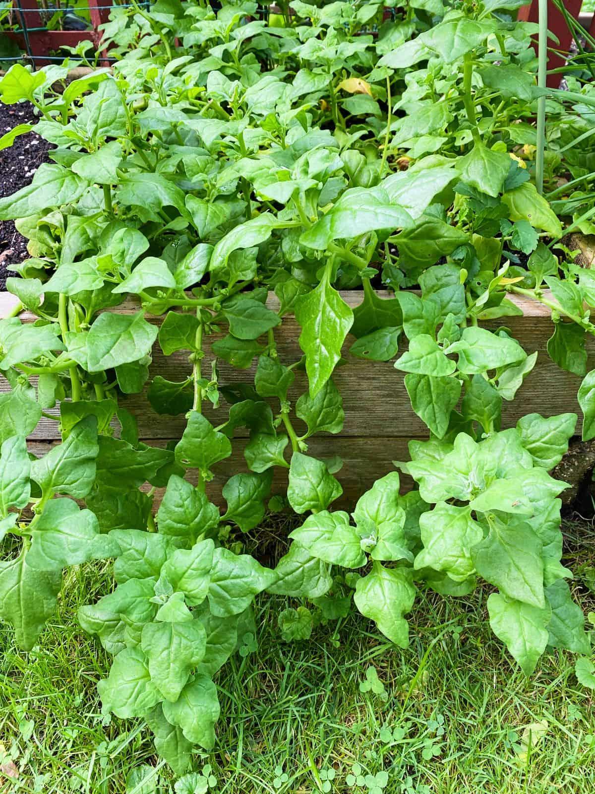 Spinach New Zealand