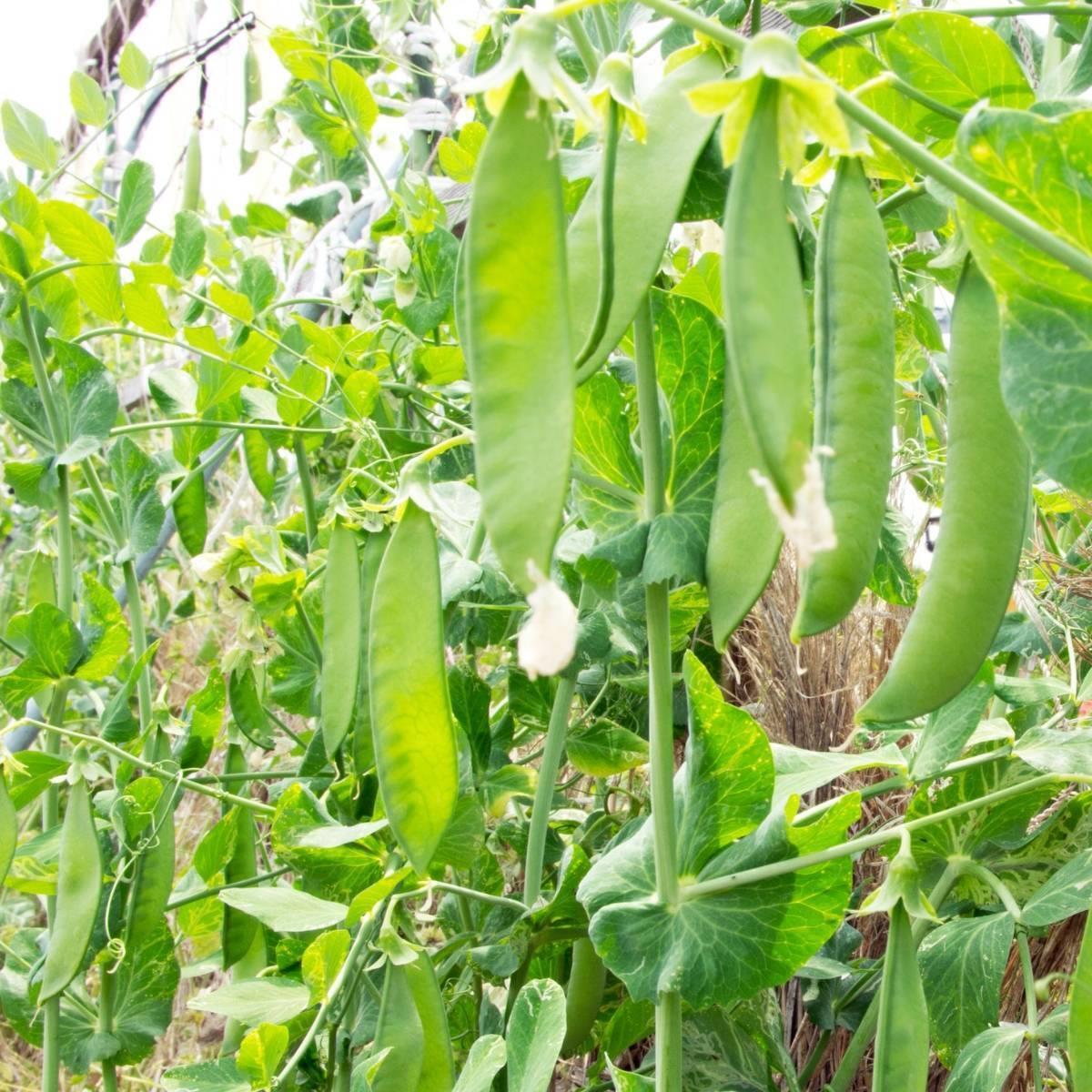 Snowpea Oregon Sugar Pod