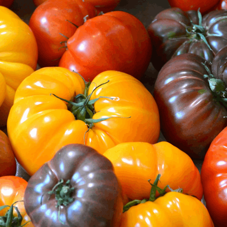 Tomato Large Mixed