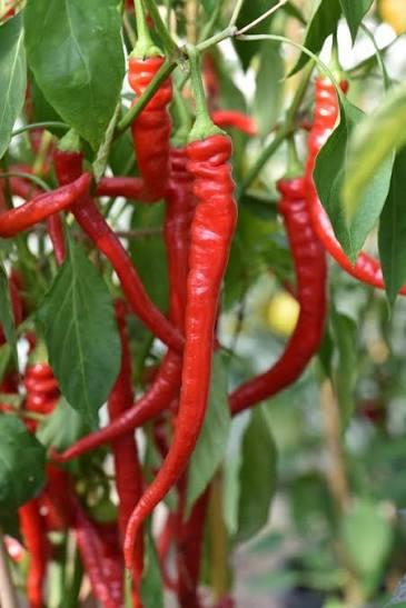 Capsicum Peperone