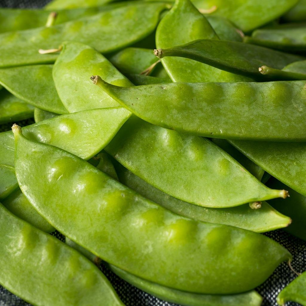 Snowpea Yakumo