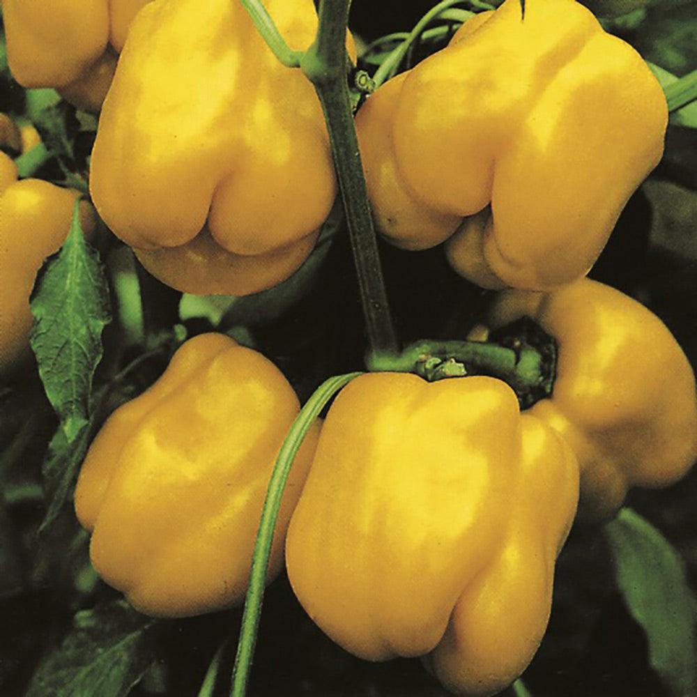 Capsicum Golden Cal. Wonder