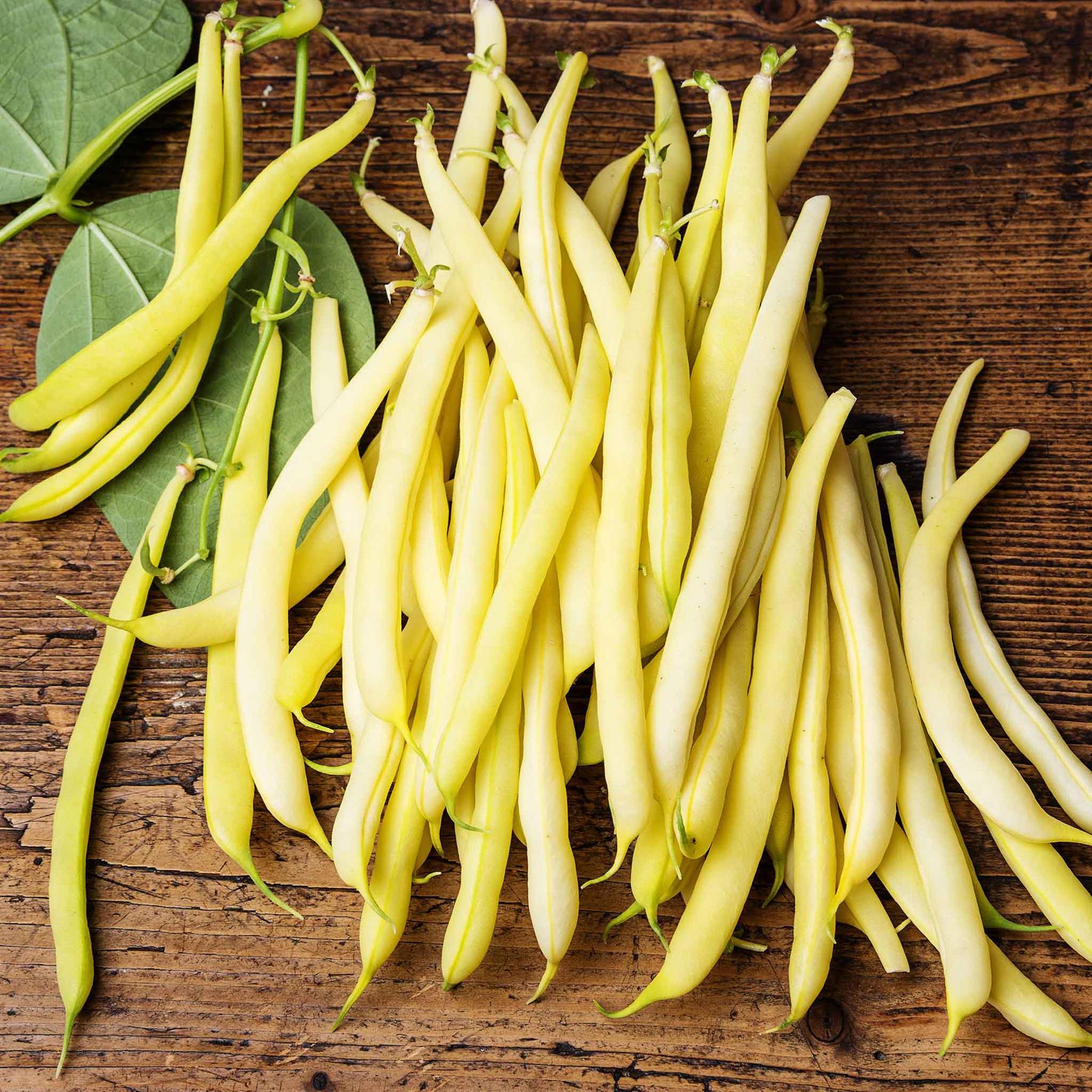 Bean Bush Cherokee Wax