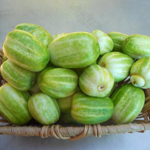 Cucumber Richmond Green
