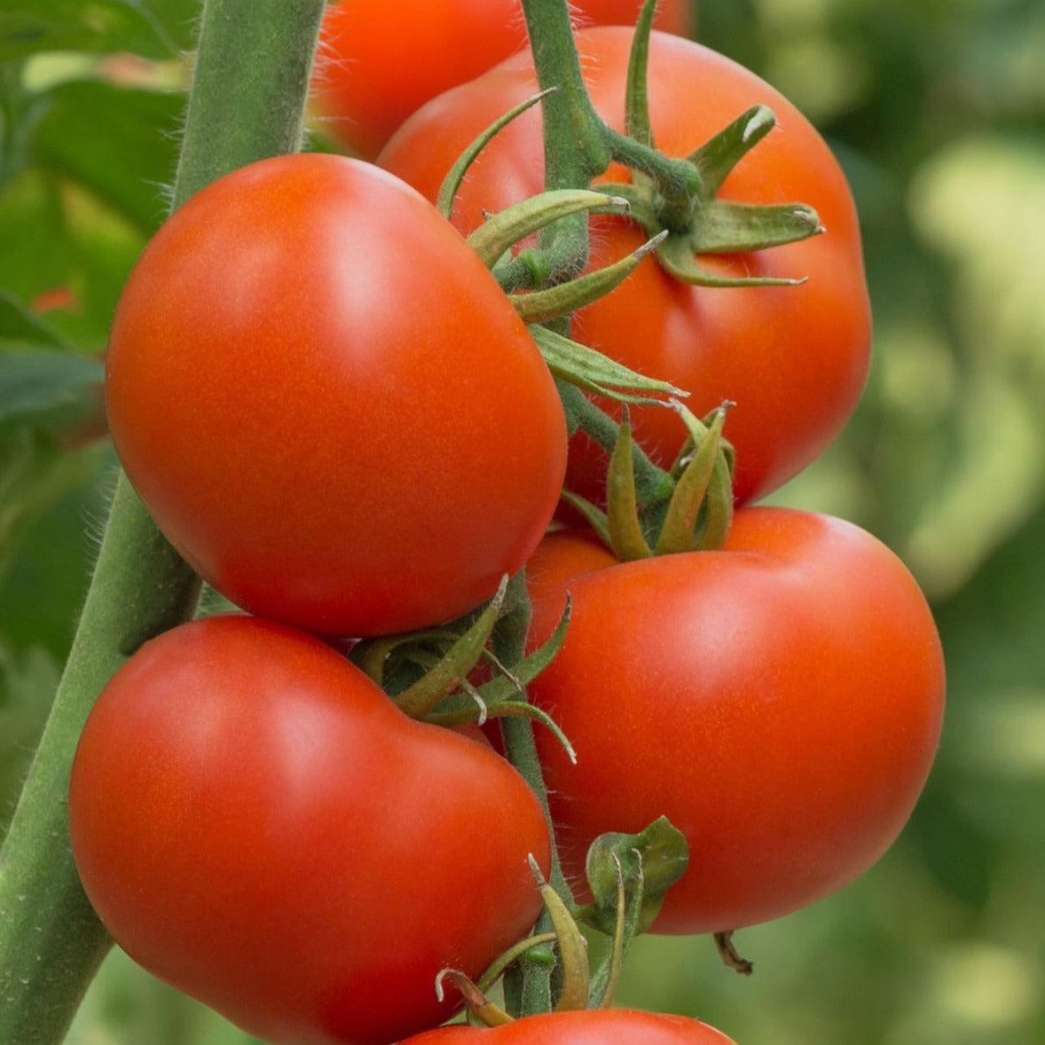 Tomato Burnley Bounty