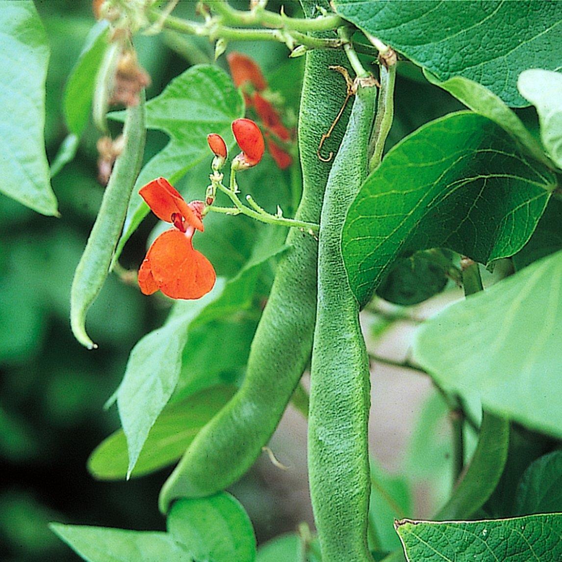 Bean Climbing Scarlet Runner