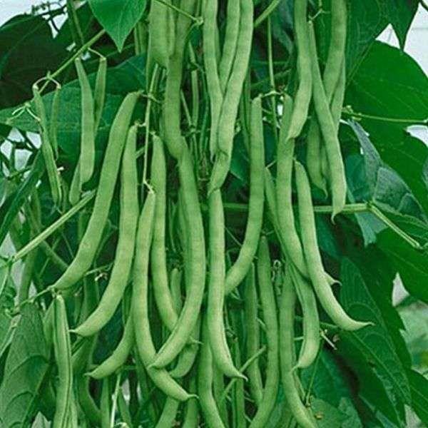 Bean Bush Hawkesbury Wonder